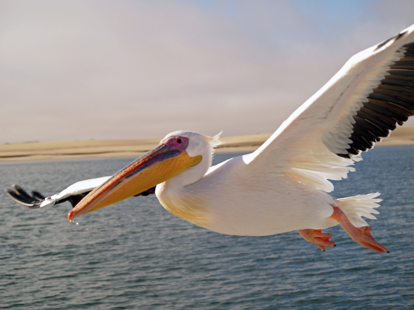 Pelican Flying